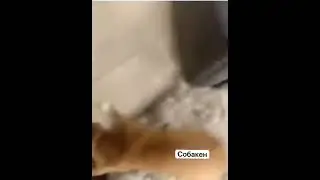 Зачем сразу маму звать? 😂🔊🔊

