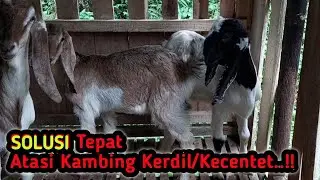Cara Mengatasi Kambing Kecentet ||Solusi Kambing Kerdil Kecentet