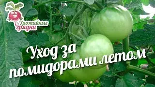 Уход за помидорами летом 
