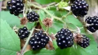 Ашыкма гомер