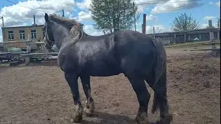 Жеребец выпустили к кобылам в табун