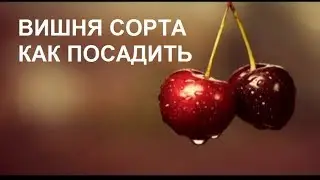 Вишня. Сорта . Как правильно посадить