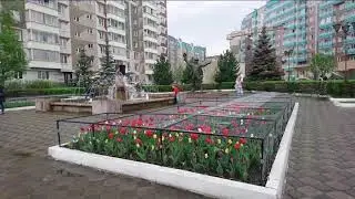 Красноярск, тюльпаны в клетке.  Эфир - Эхо Москвы