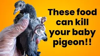 What Do Baby Pigeons Eat? Essential Guide to Feeding Squabs!