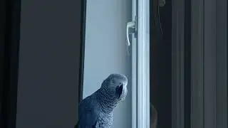 Попугай Гоша