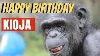 Kioja the Chimpanzee Celebrates 30 Years of Joy!