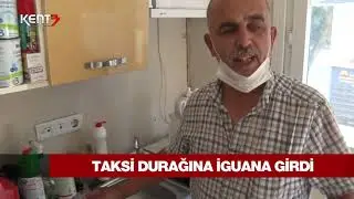 TAKSİCİ DURAKTA İGUANAYI GÖRÜNCE ŞAŞTI KALDI