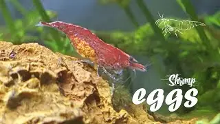 aquarium shrimp for beginners