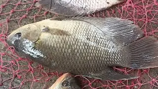 Nikmat apa yang belum kamu nikmati dari ikan  ?
