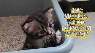 Anak kucing belajar pip dan pup di pasir #kucinglucu #kitten #kucingimut #anabul #anakkucinglucu