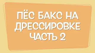 Грозный пёс Бакс на дрессировке (часть 2)! ЛЮДЯМ СО СЛАБЫМИ НЕРВАМИ НЕ СМОТРЕТЬ!
