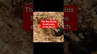 It's a Day at the Beach for These Digger Bees | Deep Look #Shorts