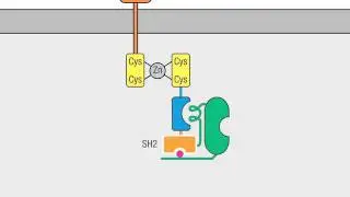07 01 TCR Signaling