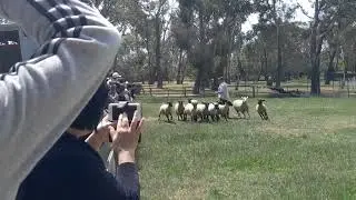 the dog🐶 is chasing the sheep🐑 part 2