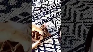 😍❣️#lionking #disney #любимыекотики #веселыекотята #music #thelionking #влог  #song #cat #люблюжить
