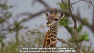 Beautiful animals with sounds Прекрасные животные со звуками