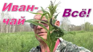 Иван-чай 🌺 ВСЁ! Его съели гусеницы 🐛 (Russian tea).