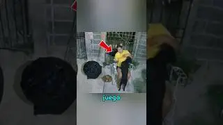 esta mujer pensó que ese era su verdadero perro 
