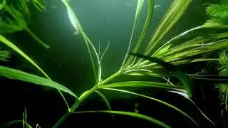 Pogostemon Stellatus