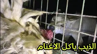 الذيب ياكل لحم الاغنام جبنه خروف للذئاب