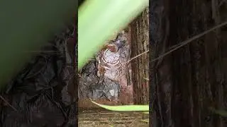 bắt cua ở mộ #shortvideo