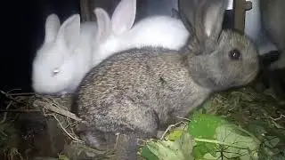 anak kelinci jenis flam sudah mulai bisa makan sendiri