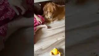 The new toy and the brave retriever #goldenretriever #dog #shortsviral #shorts #pet