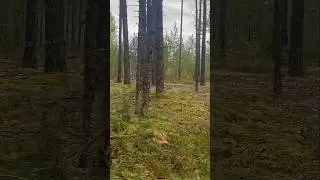 Волшебный ЛЕС УСЕЯН грибами! Грибник ПОТЕРЯЛ ДАР РЕЧИ! Такое ЧУДО встретить НЕ ОЖИДАЛ! Карелия