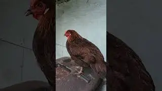 good morning,  chickens of Lakeland! thank you for breakfast.