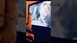 Best Cat Videos |The Funny And The Strange #shorts #funny #trending