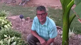 Showing how to Start Hostas from cuttings , Sharing and Splitting Hostas. Hosta Care.