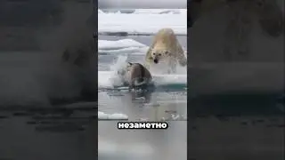 Top 5 Predator Hunts and Attacks Caught on Camera 😱