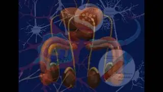 Seminal Vesicles Grow & Activity Enhancement -Ejaculations~Semen~Erections~Libido- Binaural Tones