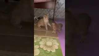 Кот с дальним светом, нападает на соперника 