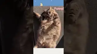Cute cat🥰 😘 