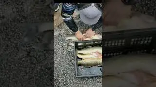 Cheating fishermen in Ohio walleye tournament stuffing weights