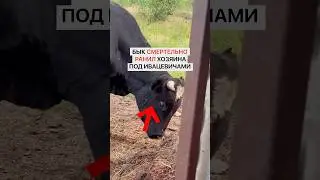 Бык смертельно ранил хозяина
