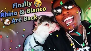 I Finally Got My Dogs Rhino & Blanco Back!