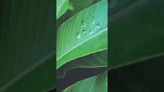 THIS is how to create waterdrops in your photos in Photoshop 2023. 🤯💧 #shorts #photoshop2023