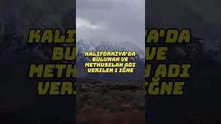 Dünya'nın En Yaşlı Ağacı #shorts