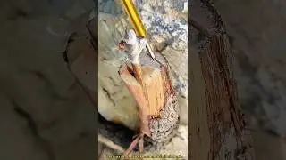 Grafting grape vine tree very easy #graft #viral
