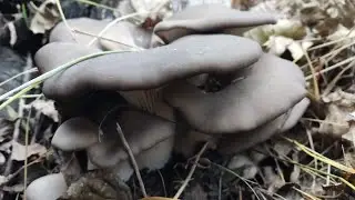 Поездка за грибами