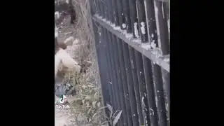 Лайфхак для жизни, как быстро снять штаны.