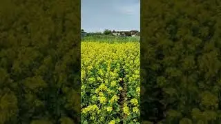 Хантал (Горчица) ўсимлигини етиштириш агротехникаси 2-қисм