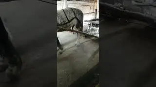 Horse Stallion 535