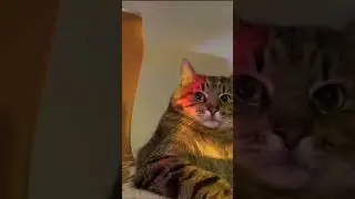 На вечеринке у животных🐕)