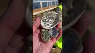 Сокровище Монерона - галиотис. В России встречается только здесь. #дайвинг #сахалин #экскурсии #туры