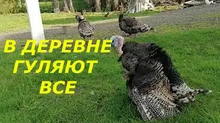 ПРОСТАЯ ЖИЗНЬ В ДЕРЕВНЕ//Вечерняя прогулка//