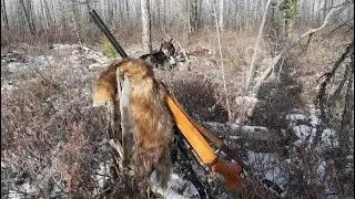 Охота на соболя с лайками. Промысел продолжается. Часть 2