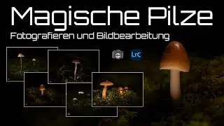 Magische Pilze - Fotografieren und Bildbearbeitung